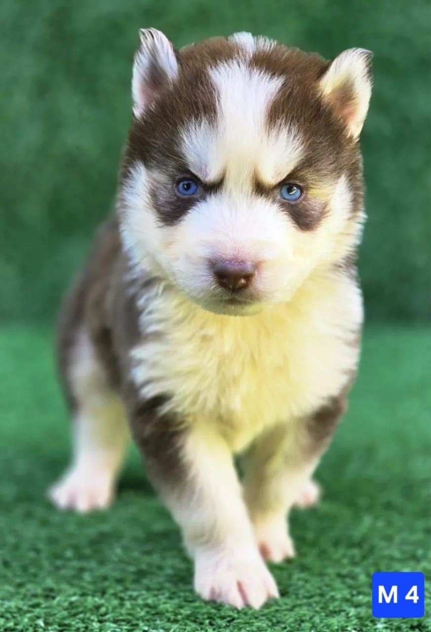 Husky siberiano puro e saudavel 