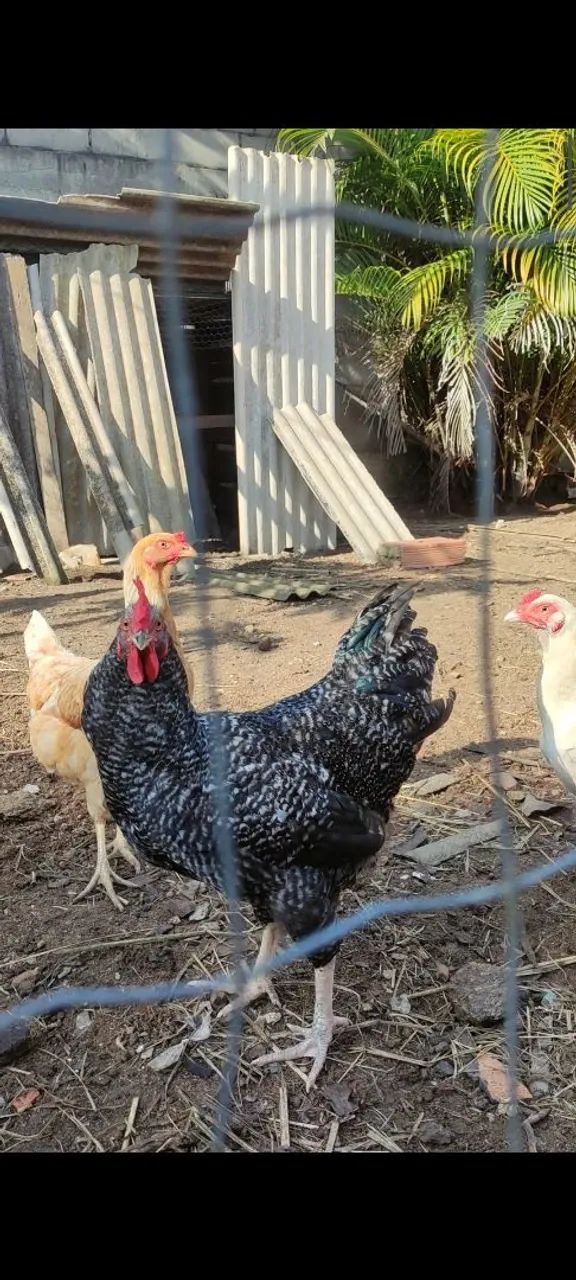 Frango carijó  - Foto 2