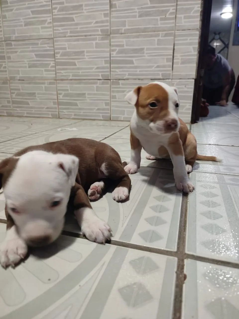 Pitbull - Foto 3