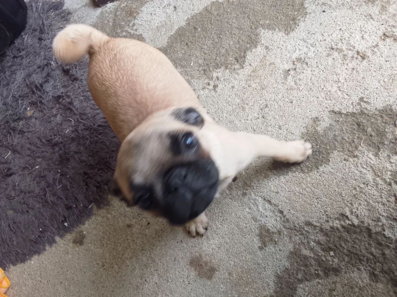 Vendo filhote de Pug macho  - Foto 4