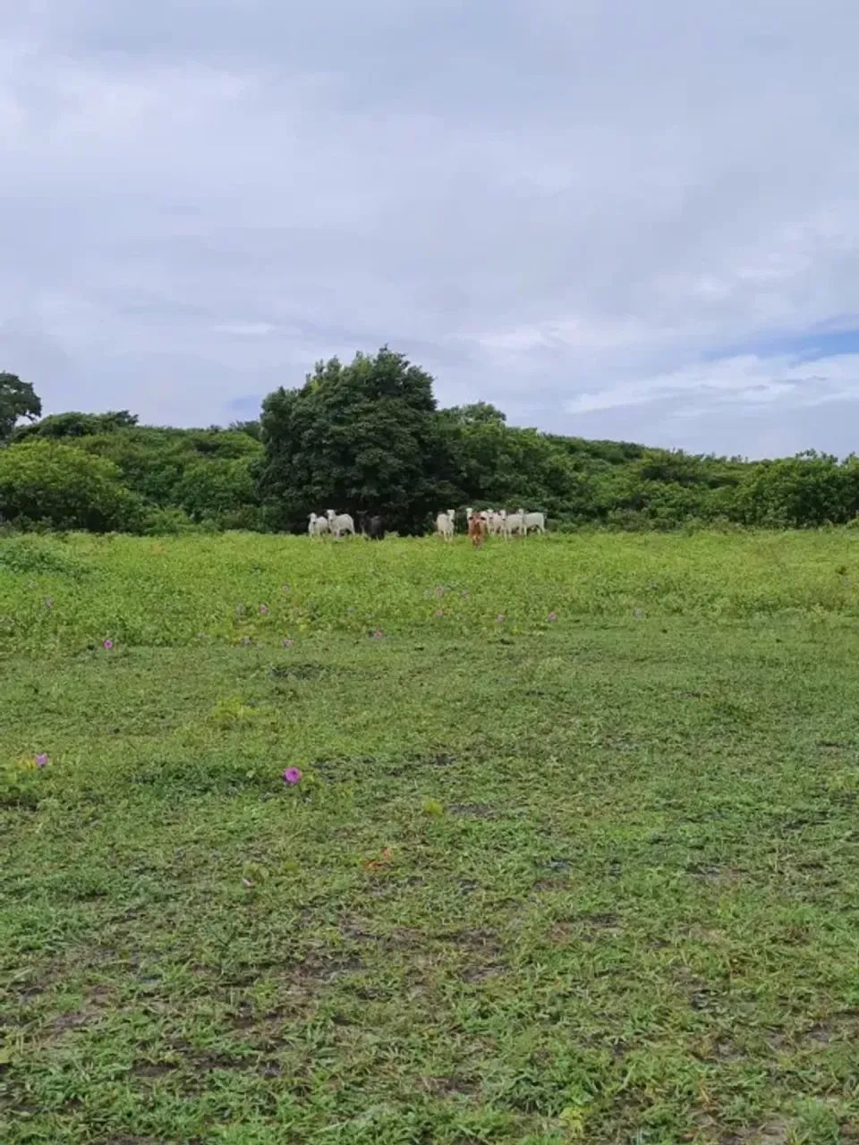 Fazenda com 30 hectares na região de Monte Alegre - Foto 5