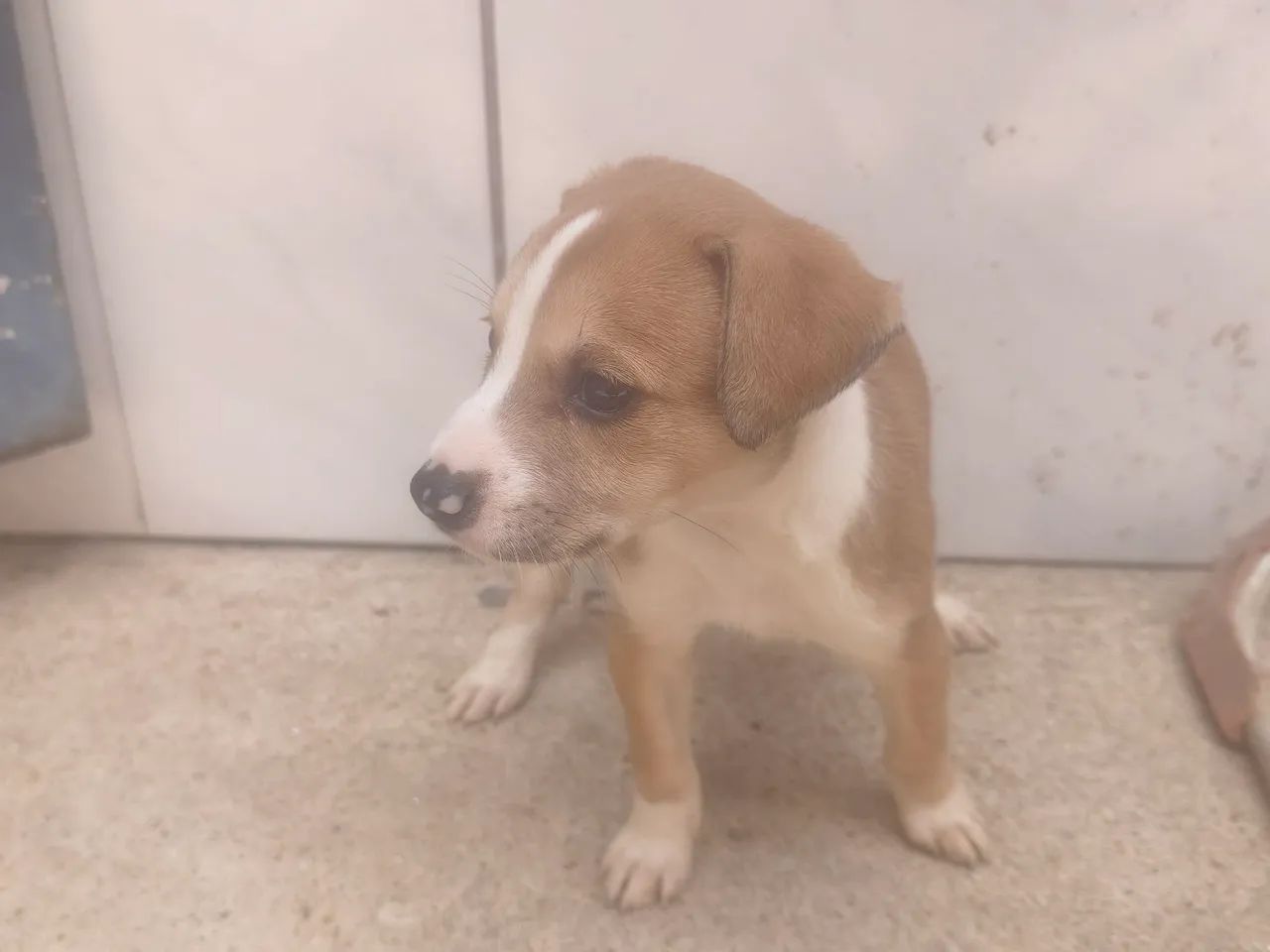 Adoção responsável  - Foto 4