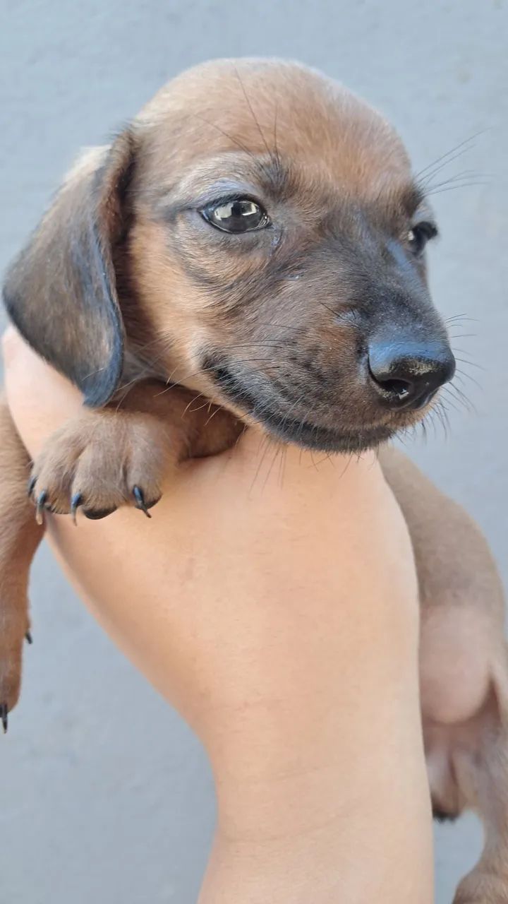 Dachshund Macho Caramelo - Foto 4