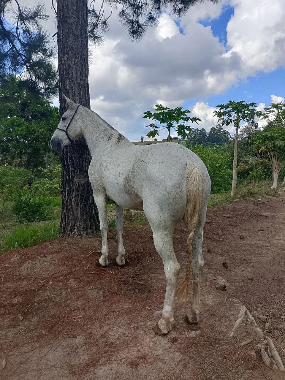 ÉGUA MANGALARGA MARCHADOR  - Foto 3