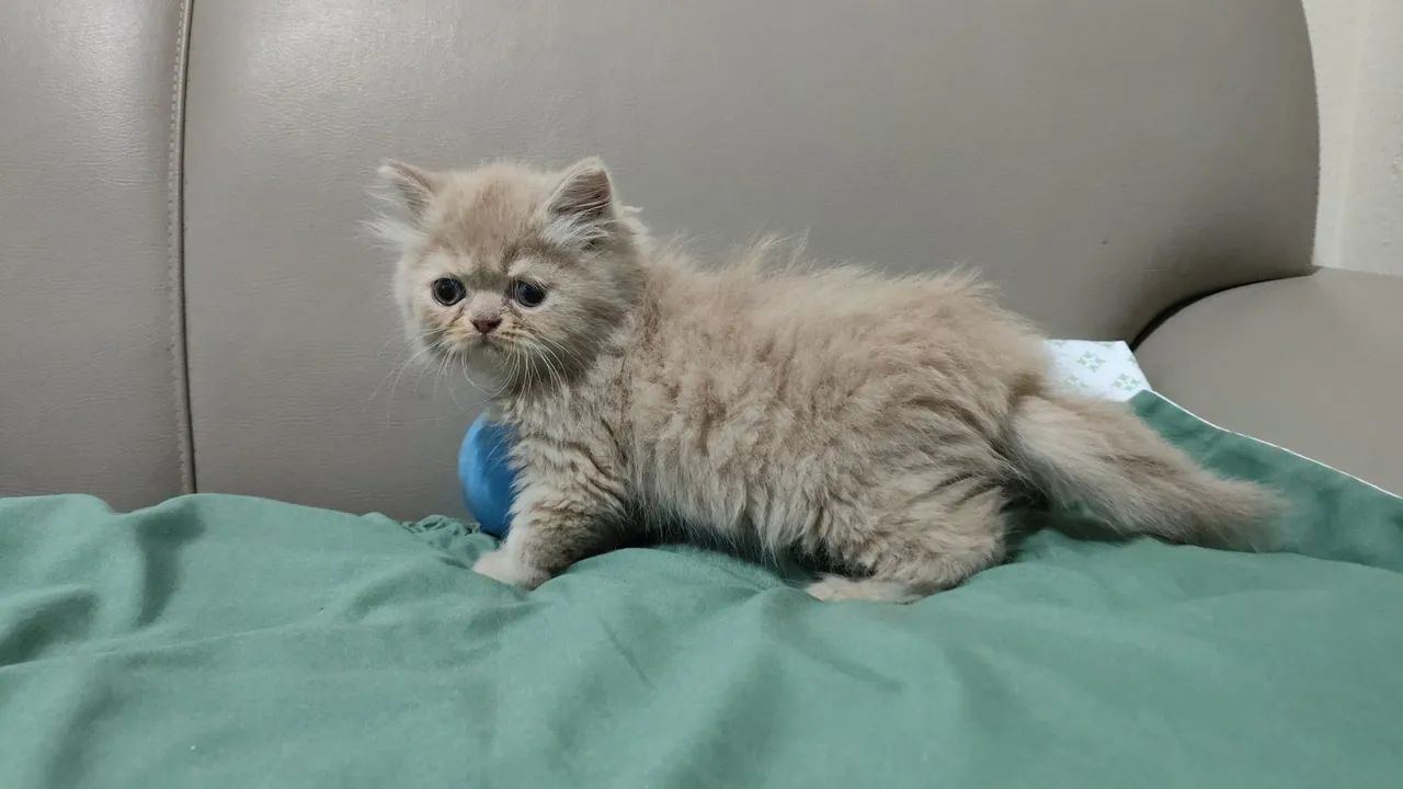 Kitten Persian male65181958326403120