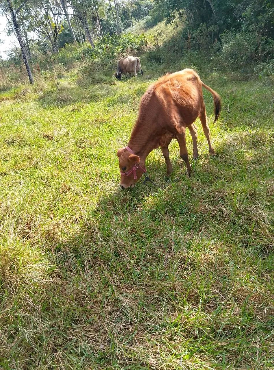 Vendo uma vaca prenha e uma novilha  - Foto 2