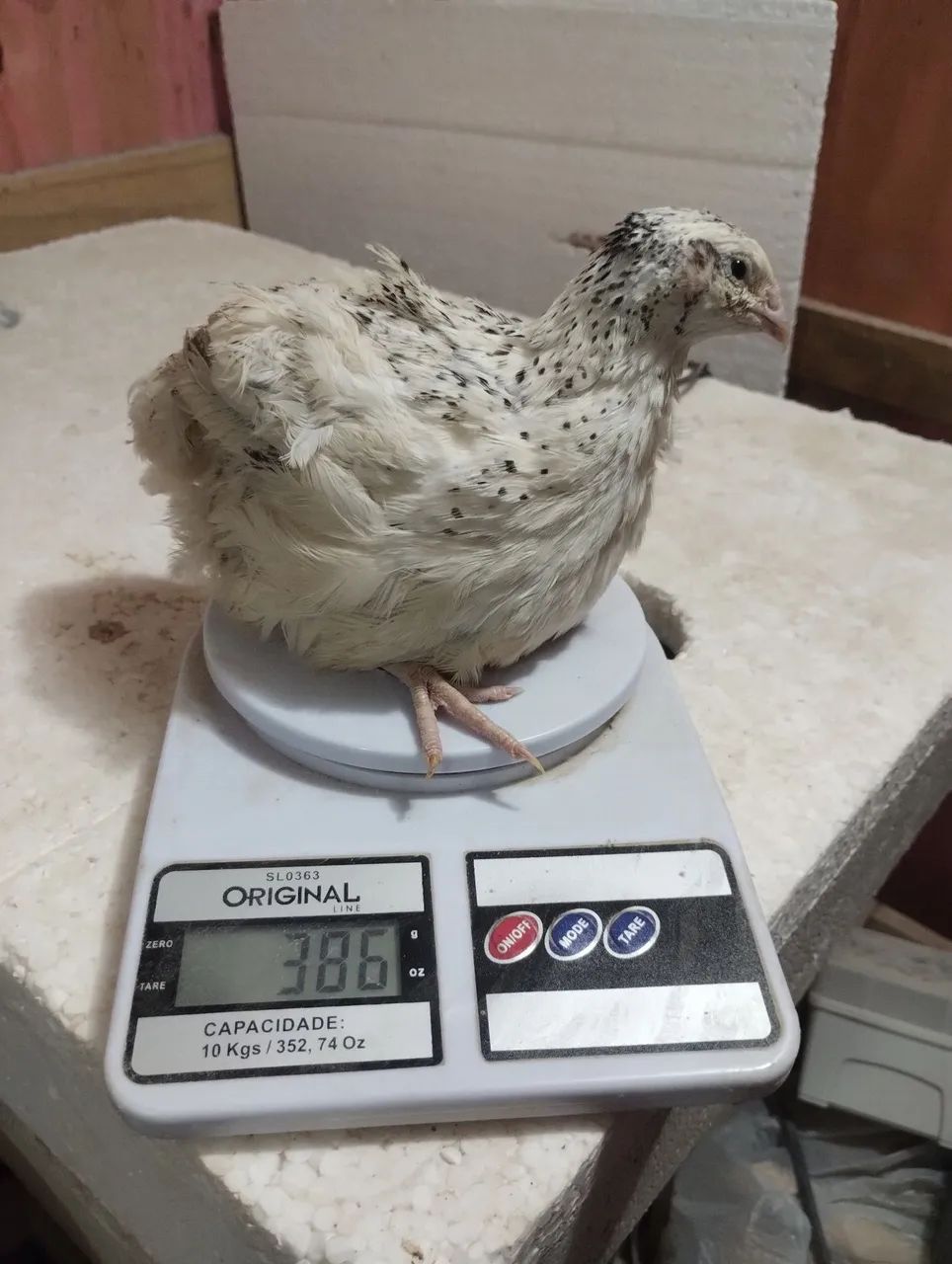 Pintinho de codorna gigante - Foto 3