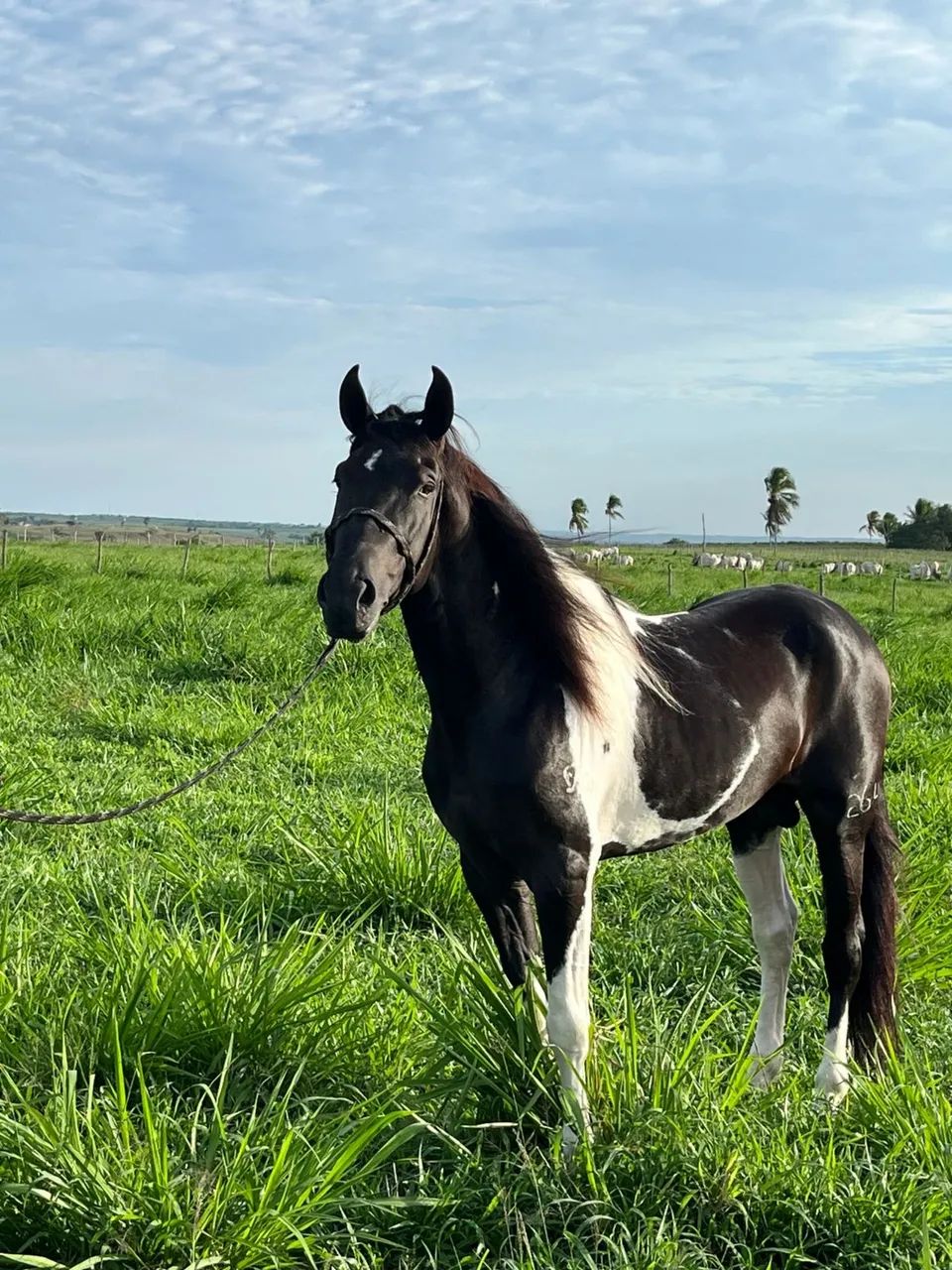OPORTUNIDADE DUPLA: Cavalo Mangalarga Marchador Registrado + Égua Prenha