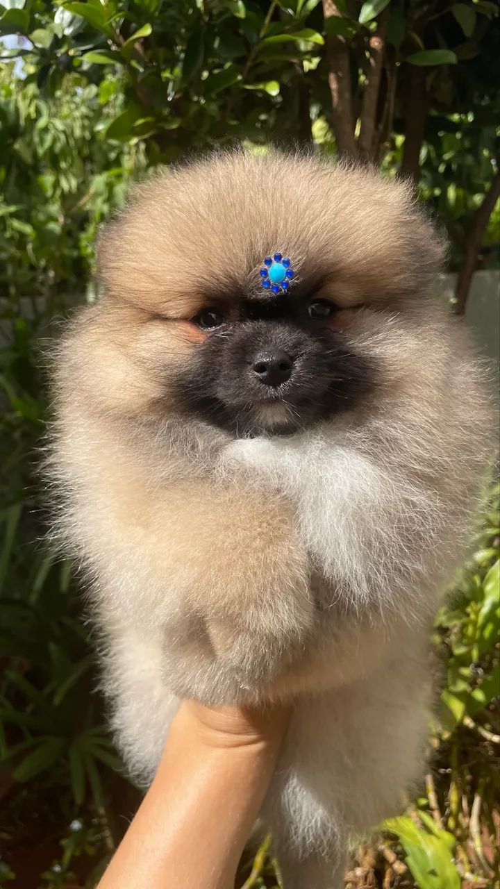 Spitz alemão macho  - Foto 3
