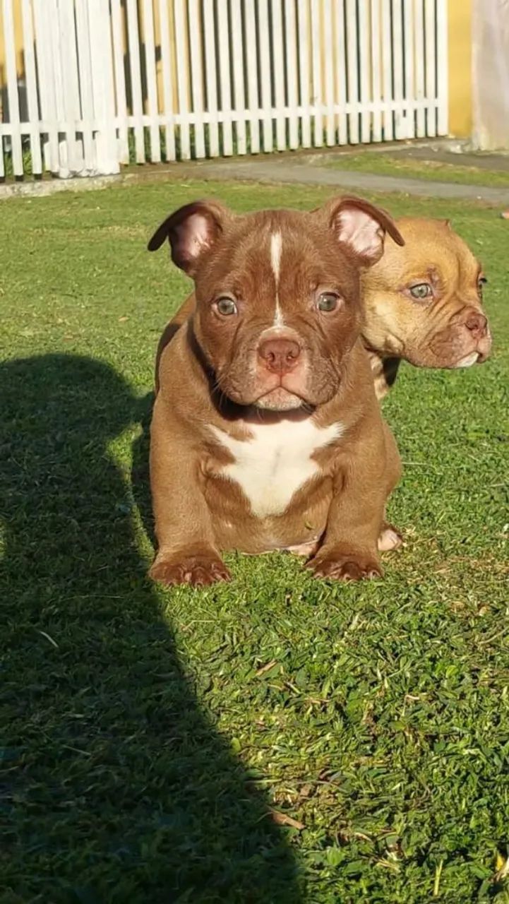 American bully - Foto 2