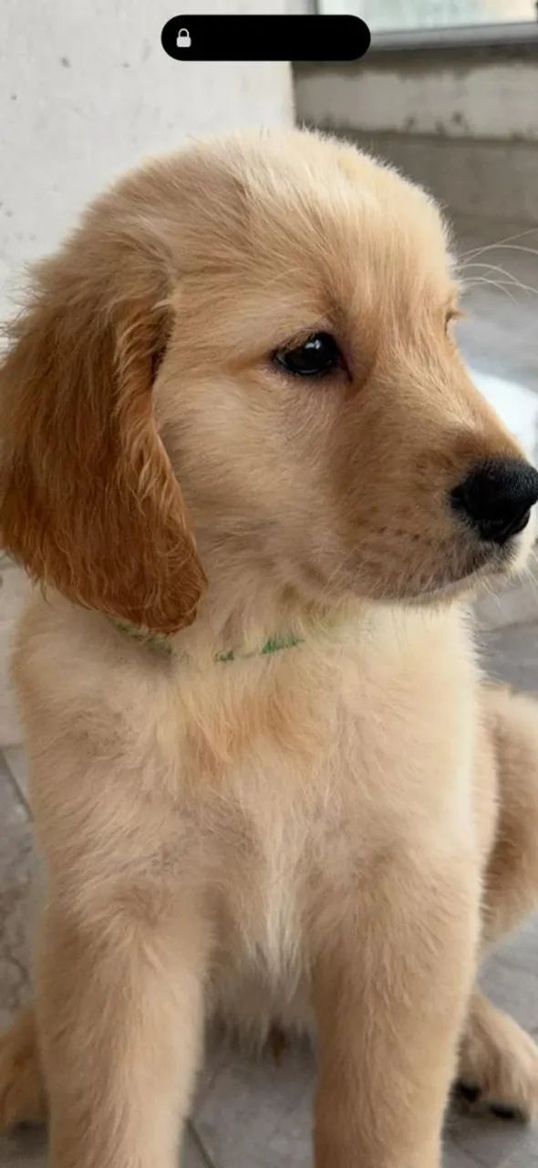 Golden  - Foto 2