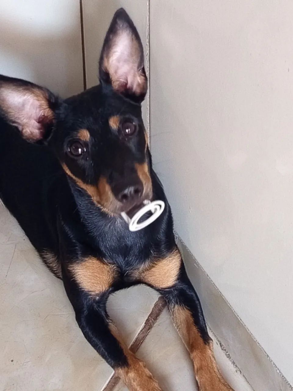 Pincher de 7 meses - Foto 2