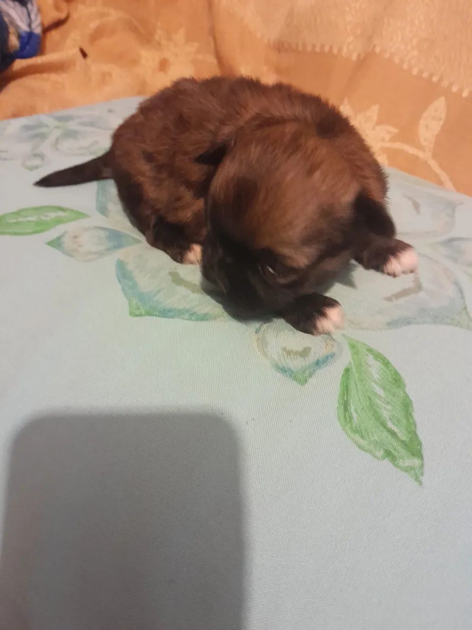 Shih tzu macho  - Foto 2