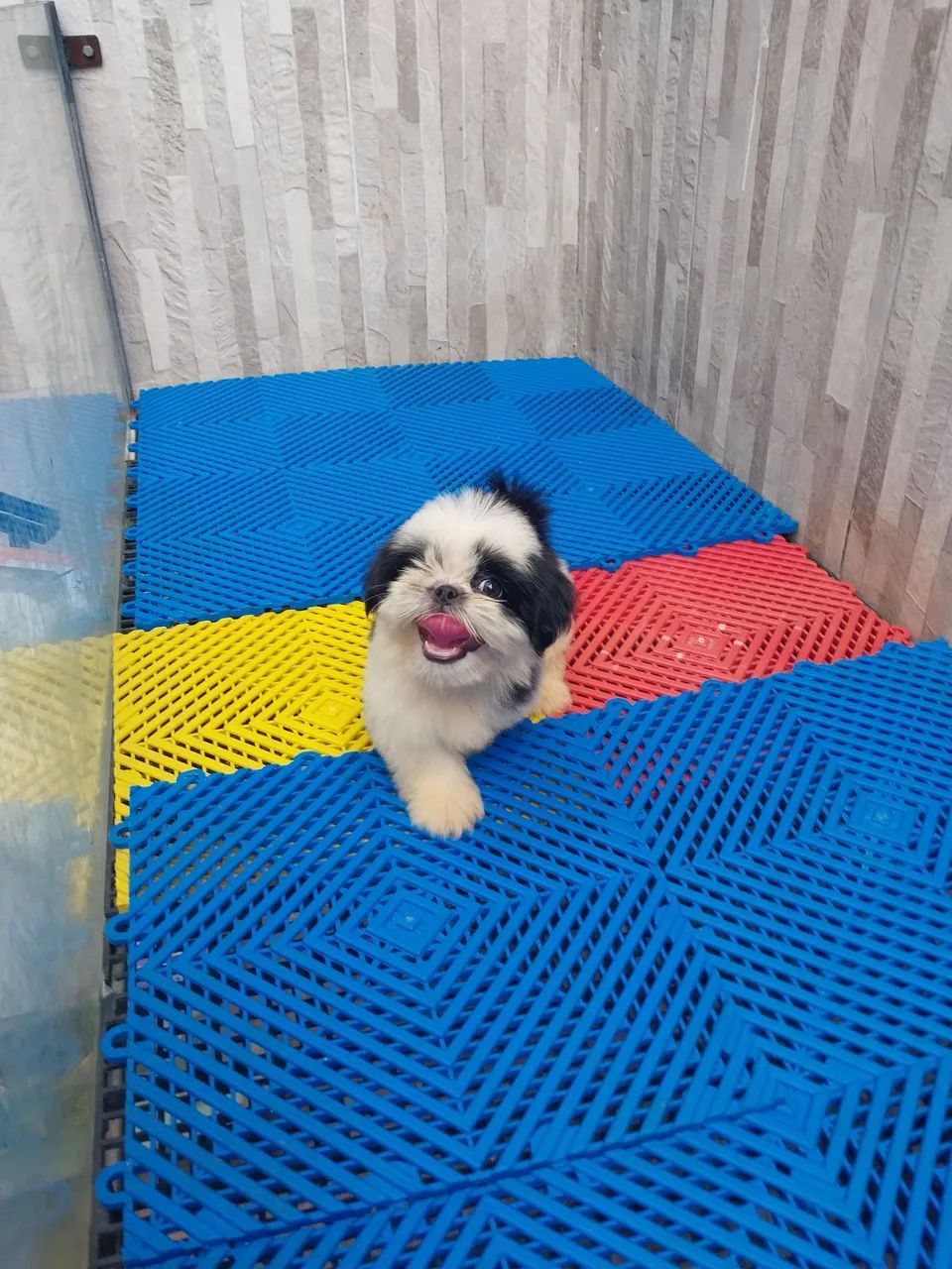 SHIH TZU BABYS  - Foto 5