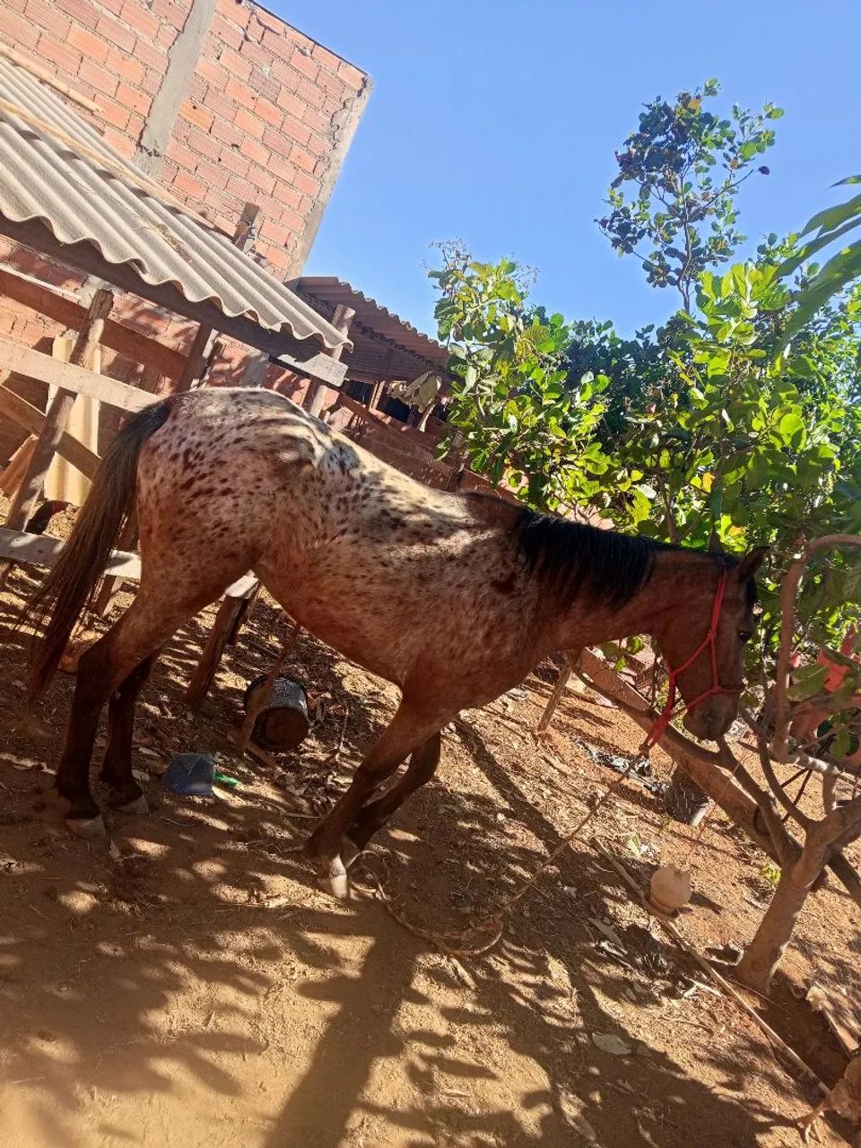 Vende se uma égua  - Foto 5