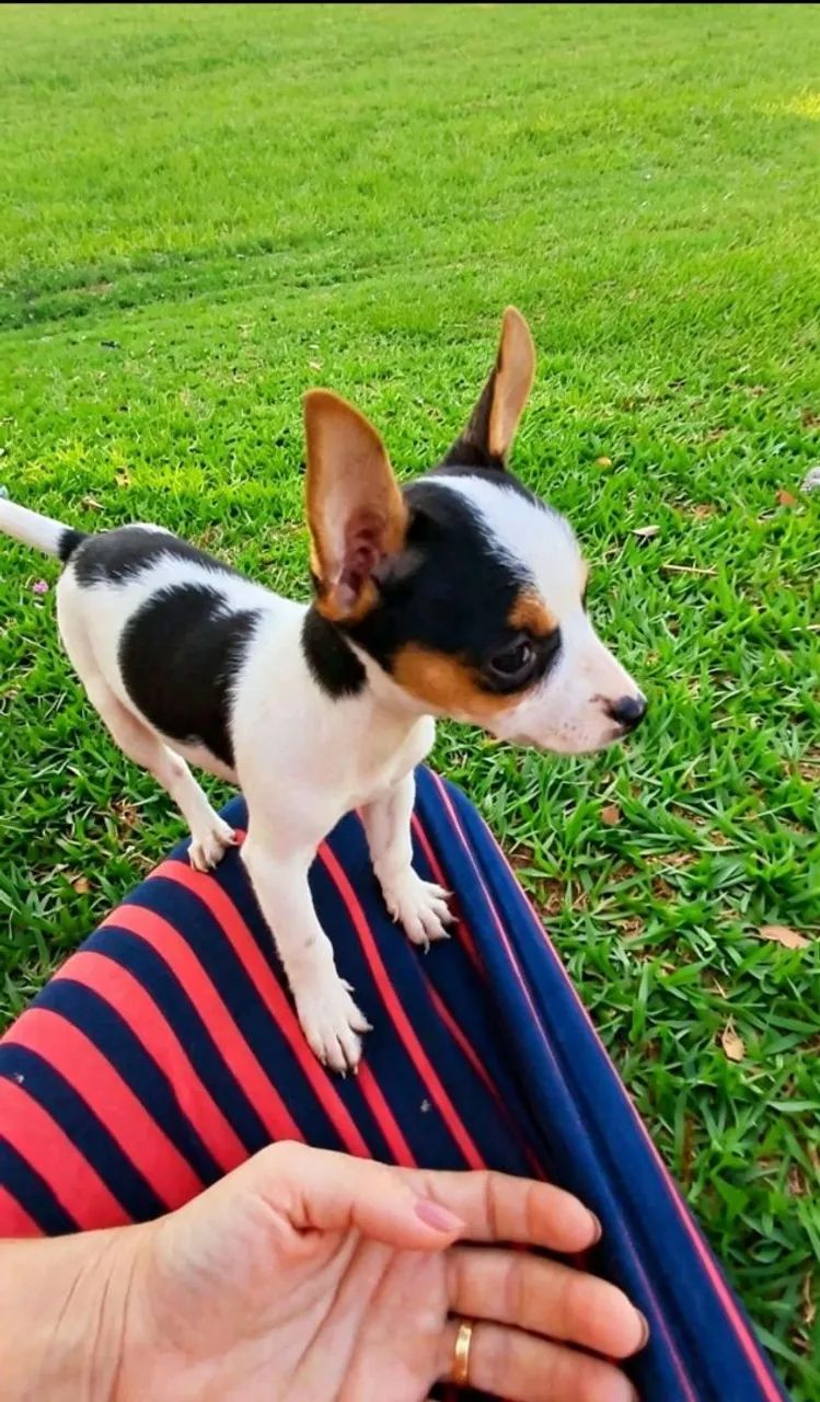 Pinscher  - Foto 5