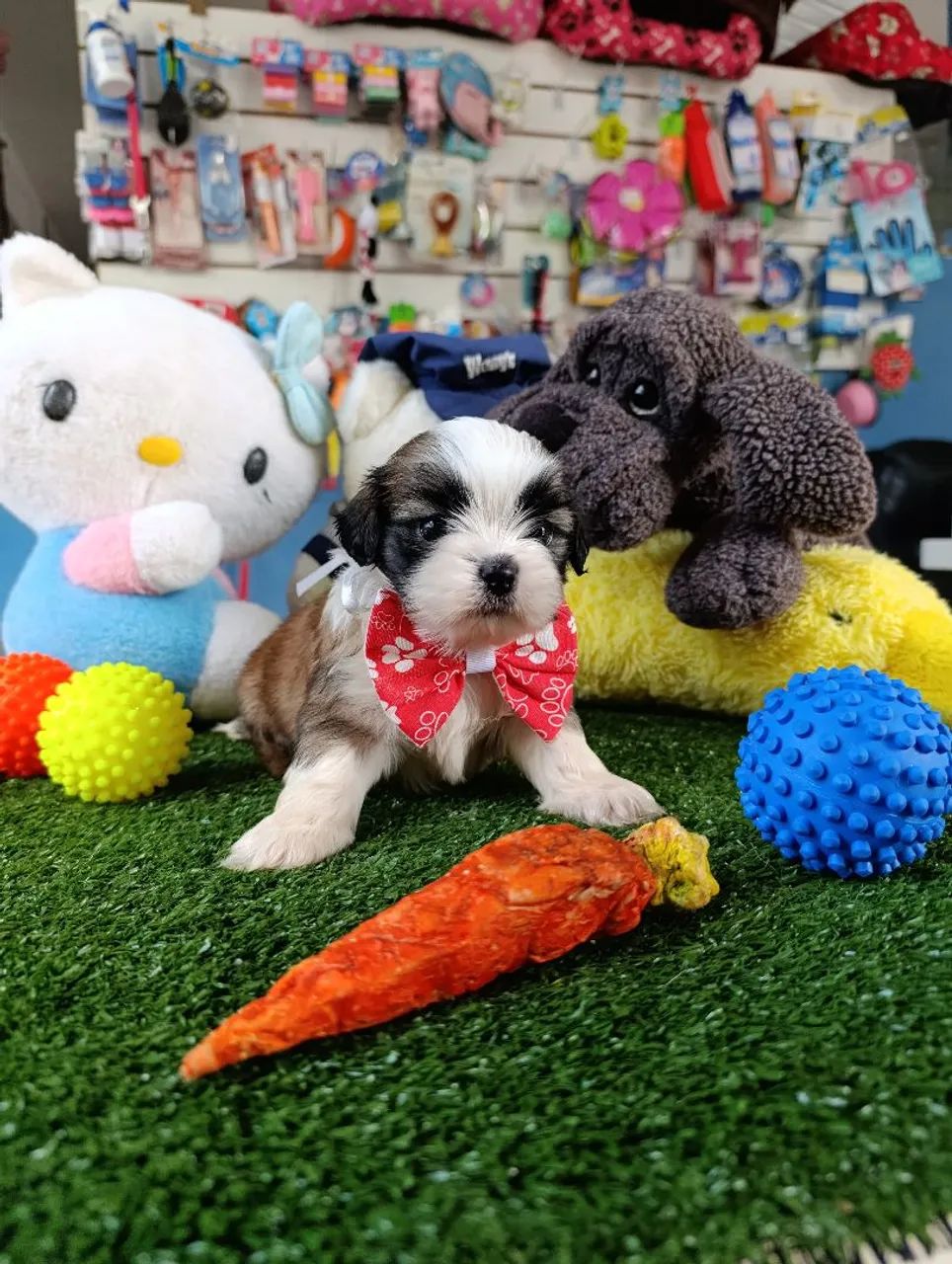 Filhote de Lhasa Apso macho tricolor 