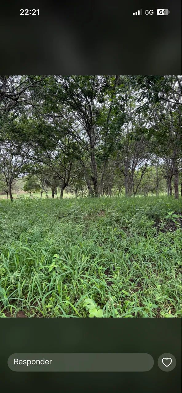 Vendo fazenda a 7km de Itaberaba  - Foto 9