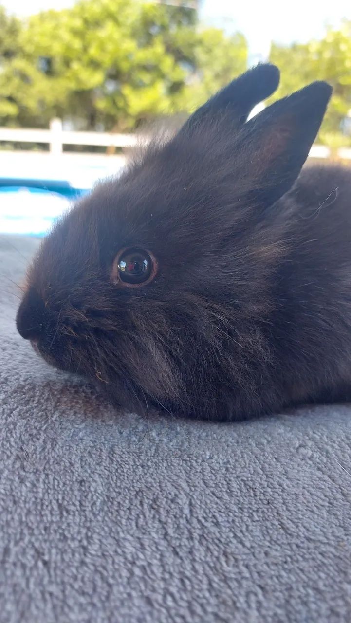 Coelho Mini Lion Head Fêmea Pelo Denso muito dócil e carinhosa - Foto 2