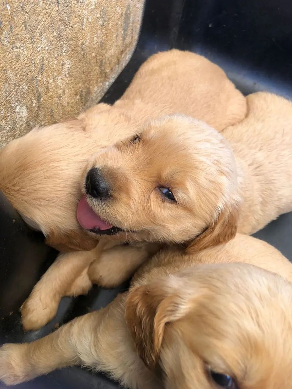Golden Retriever  - Foto 3