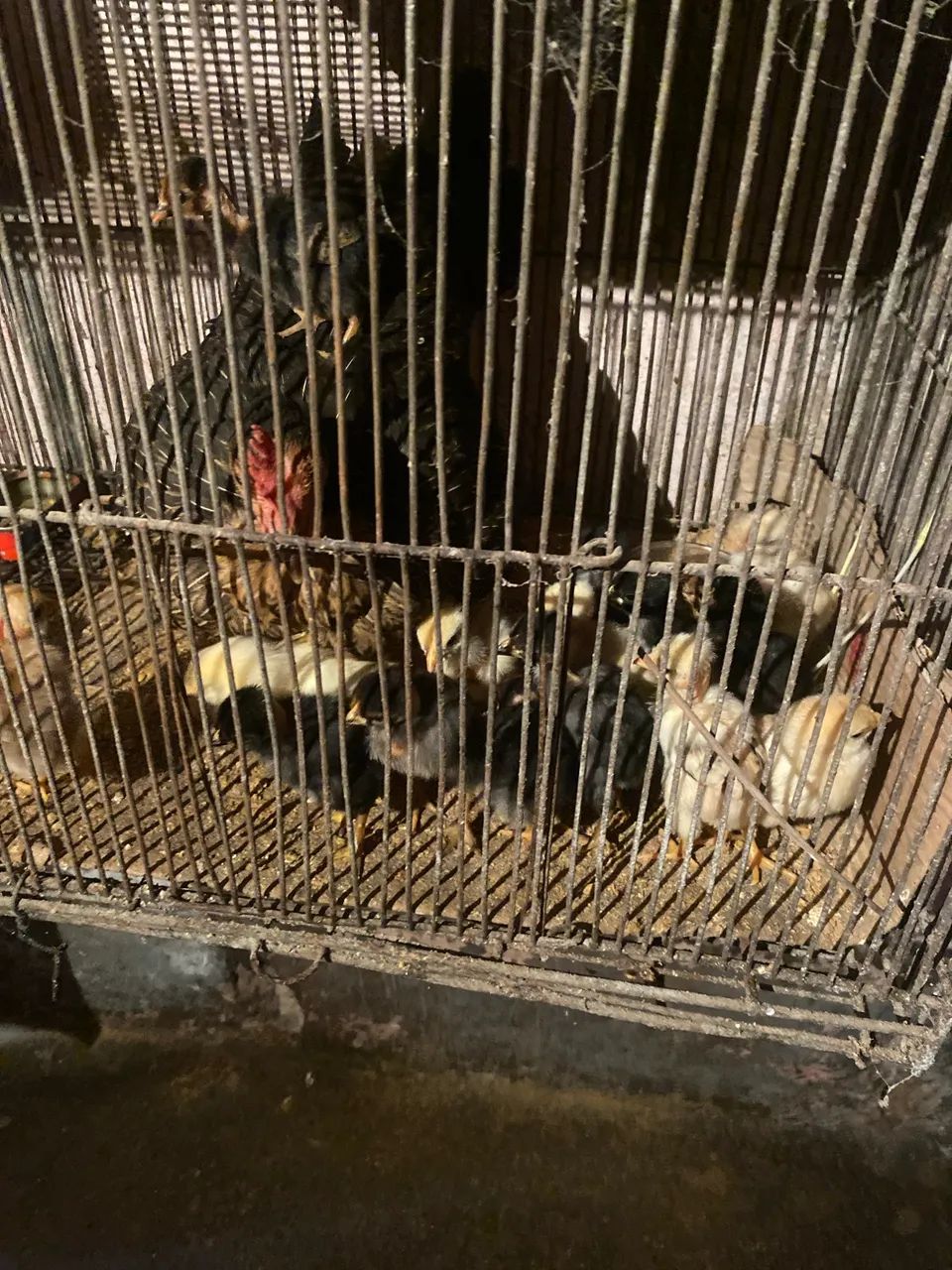 Vendo galinhas e patos e marrecos  - Foto 2