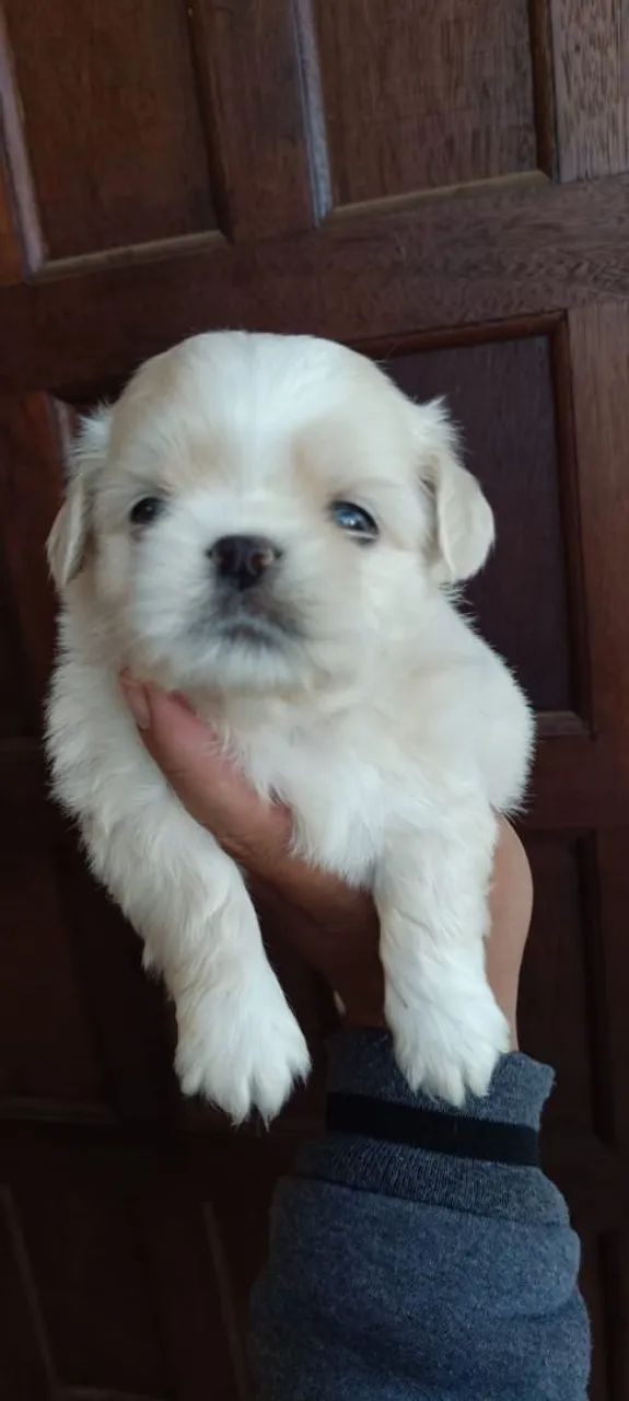 Shihtzu  - Foto 5
