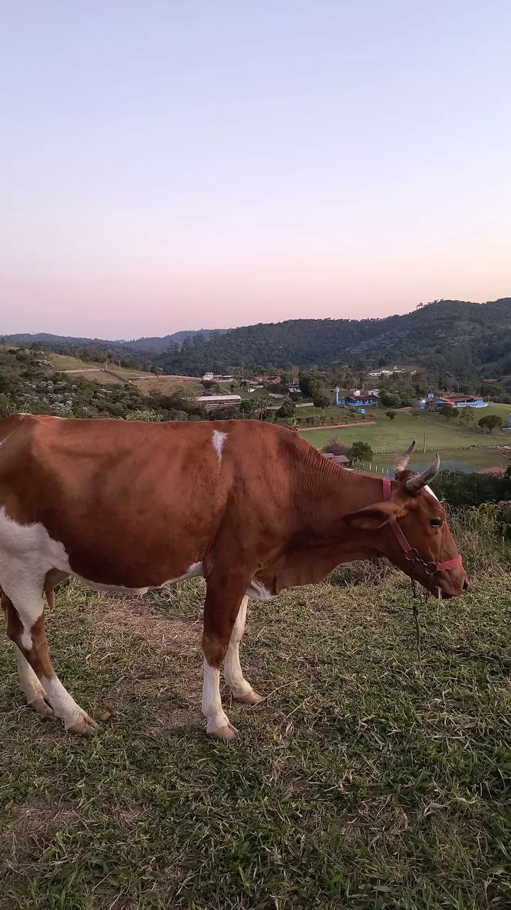 Vaca prenha - Foto 5