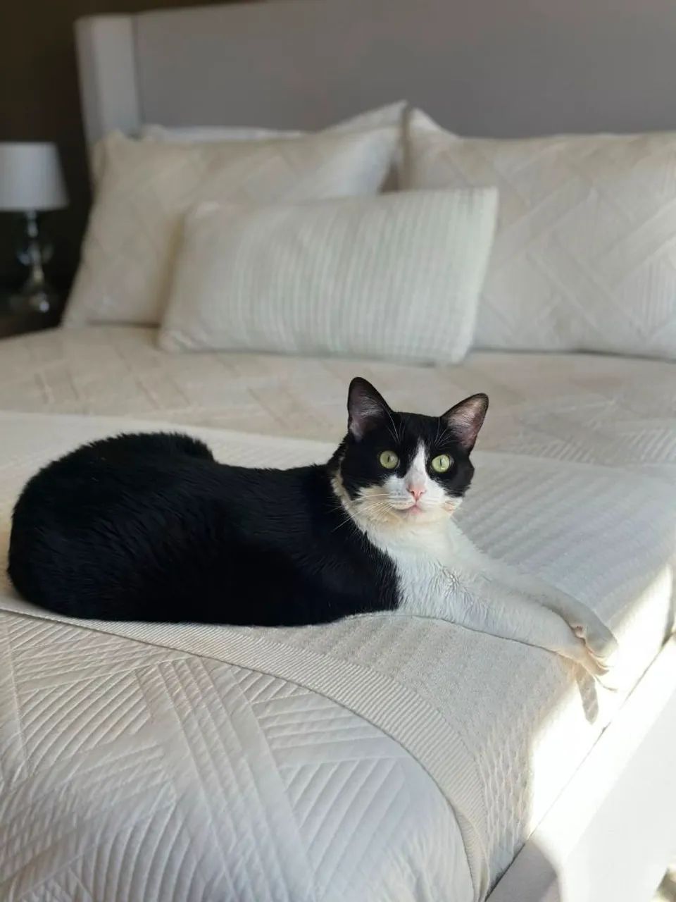 Gata Doação  - Foto 4