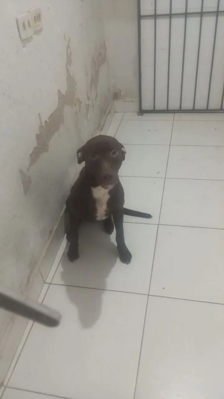Cachorro Pitbull com labrador  - Foto 3