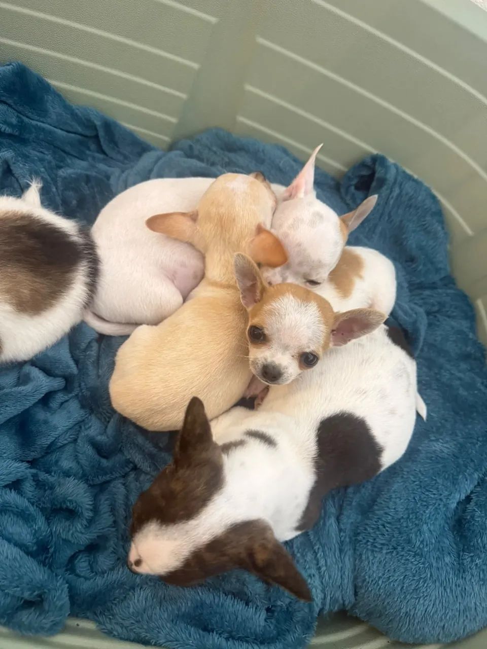 chihuahua  - Foto 4