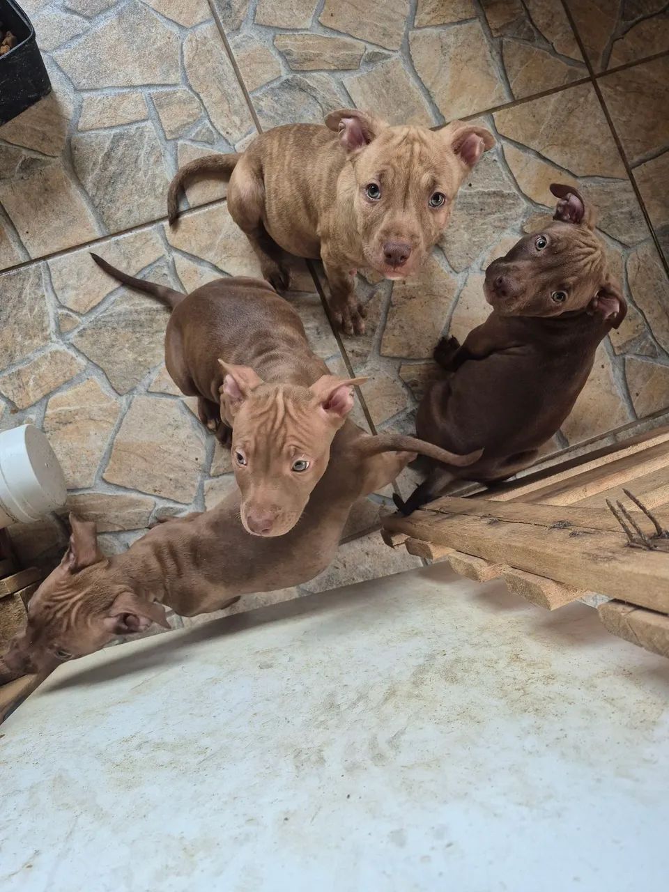 Filhotes de pitmonster 