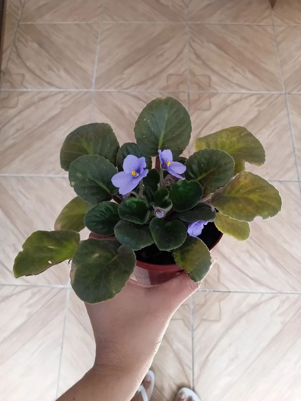 Violeta