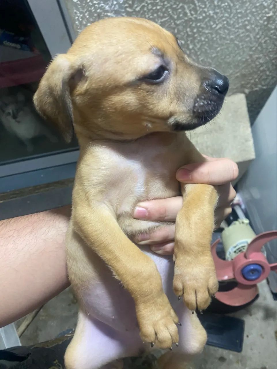 Doando filhotes de cachorro - Foto 4