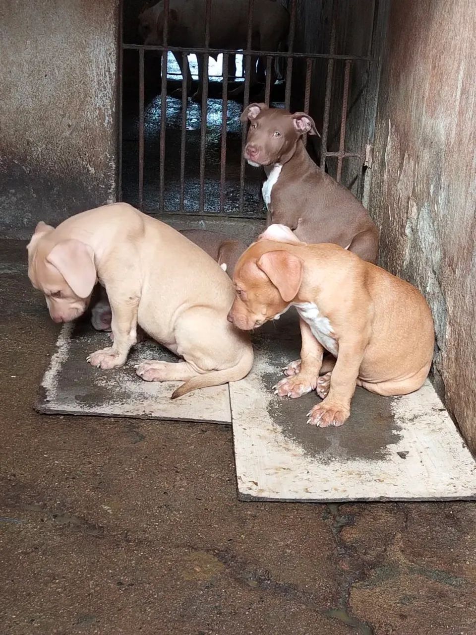 Pit monster  - Foto 5