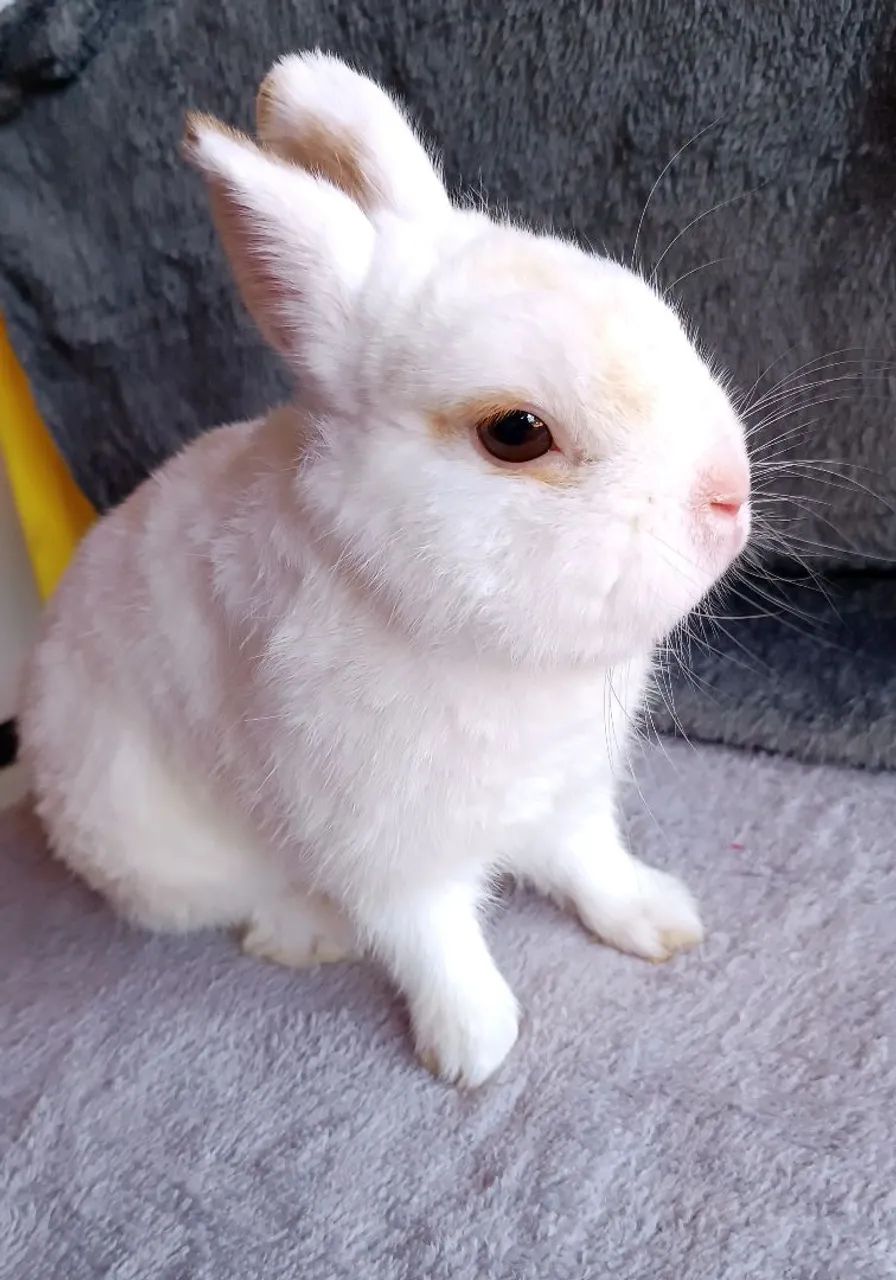 Coelhos Adultos disponíveis Mini lop e Netherlands  - Foto 2