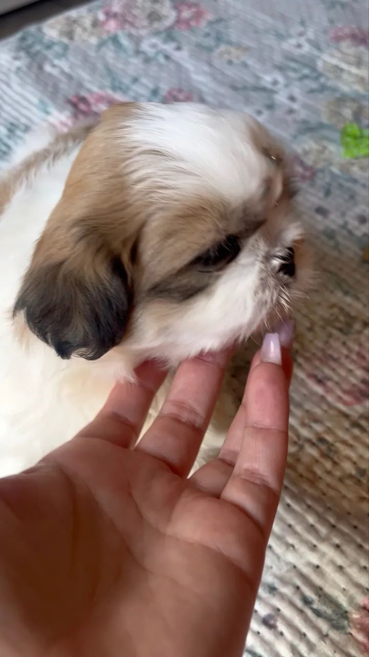 Shihtzu fêmea  - Foto 5