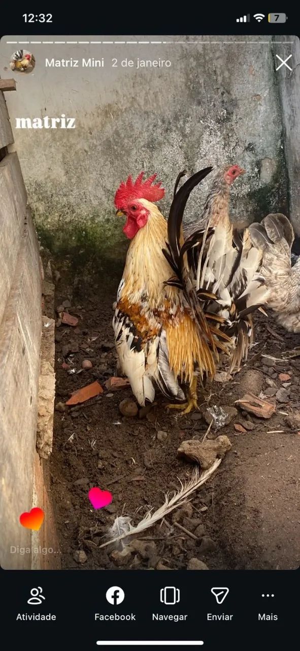 Pintinhos de Mini Galinhas / Garnisé - Genética Top e Saudáveis