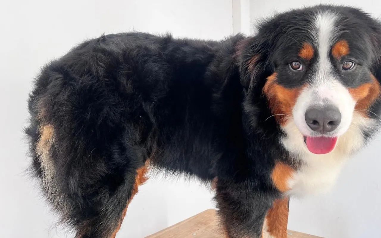 Bernese adulta - Foto 2