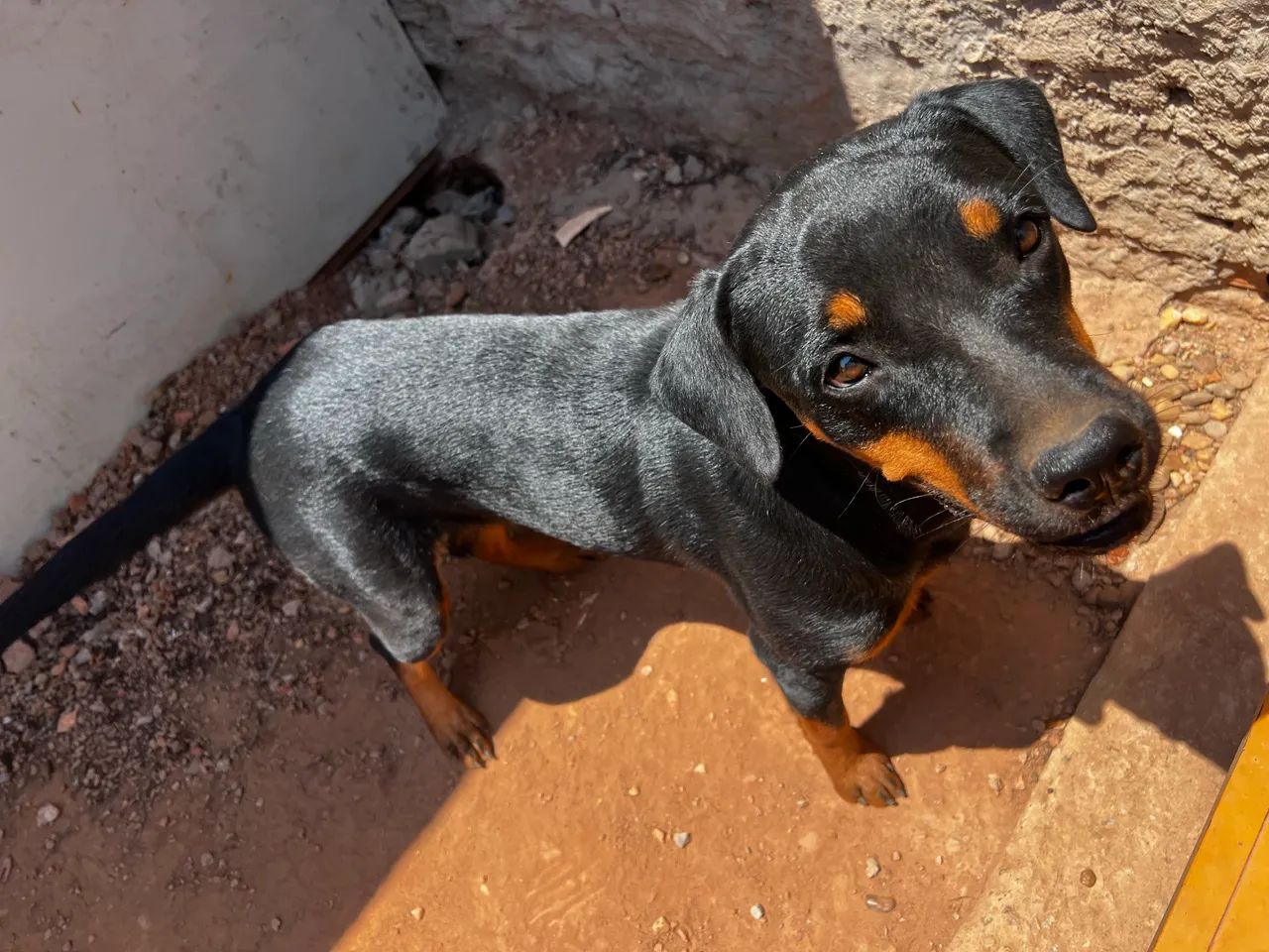 Vendo cadela Rottweiler  - Foto 4