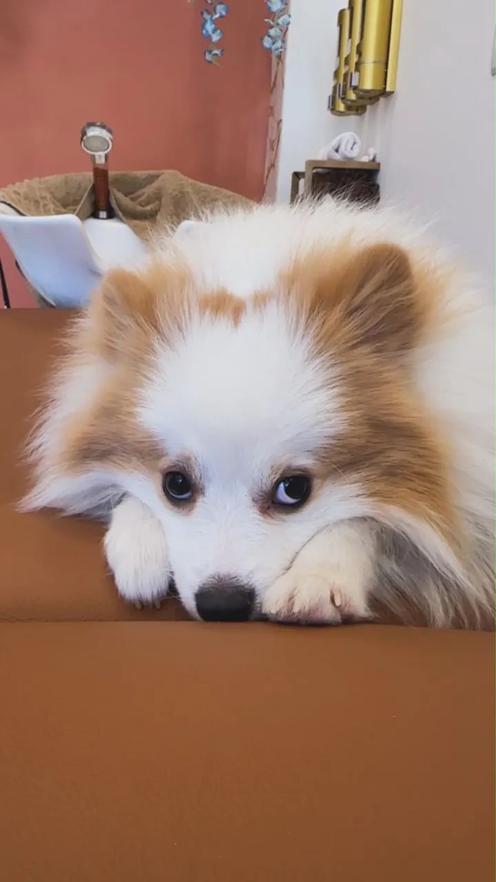  Namorada  para meu Max  - Foto 3