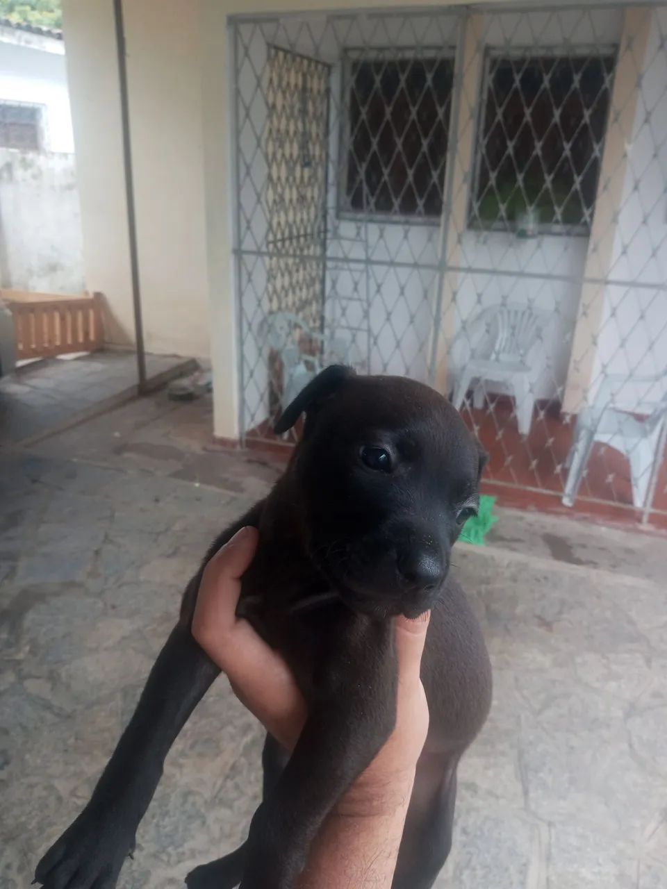 Cachorros para doar - Foto 4
