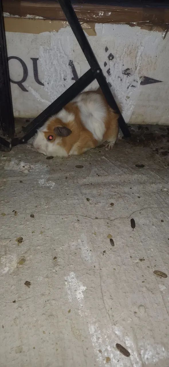 Vendo porquinho da Índia - Foto 2