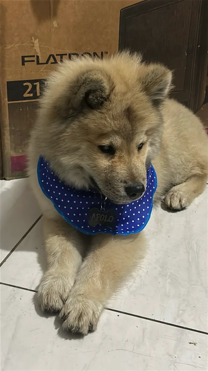Filhote chow chow - Foto 3