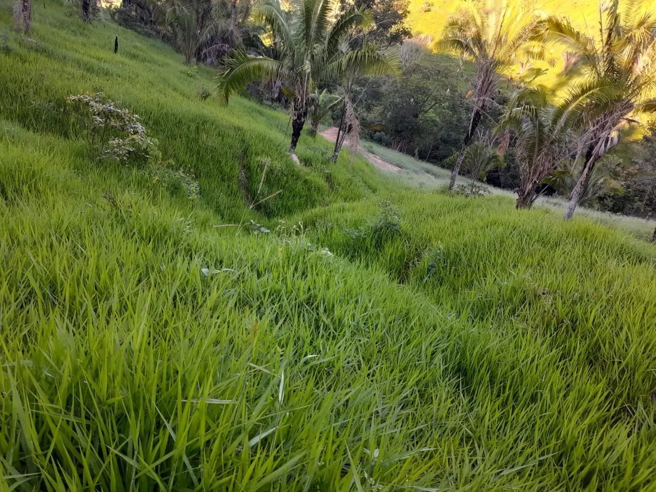 Fazenda 53 alqueires  - Foto 4