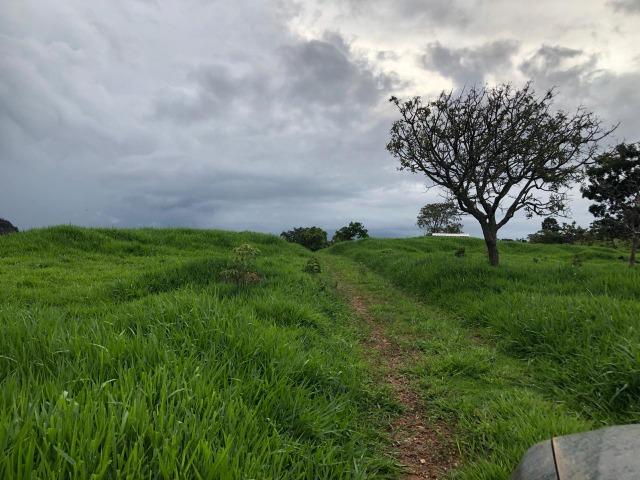 240 Alq. 160 km de Goiânia. (Gado e Soja) - Foto 19