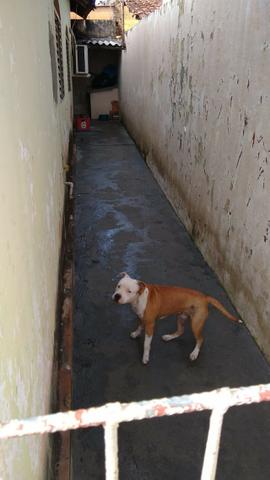 Casa com lote grande na melhor localização do setor leste Vila Nova - Foto 20