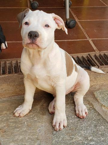 Fêmeas American Staffordshire Terrier - Foto 2