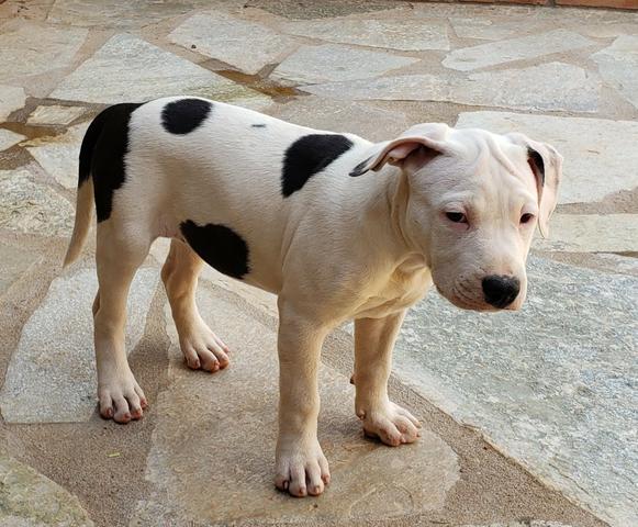 Fêmeas American Staffordshire Terrier - Foto 3