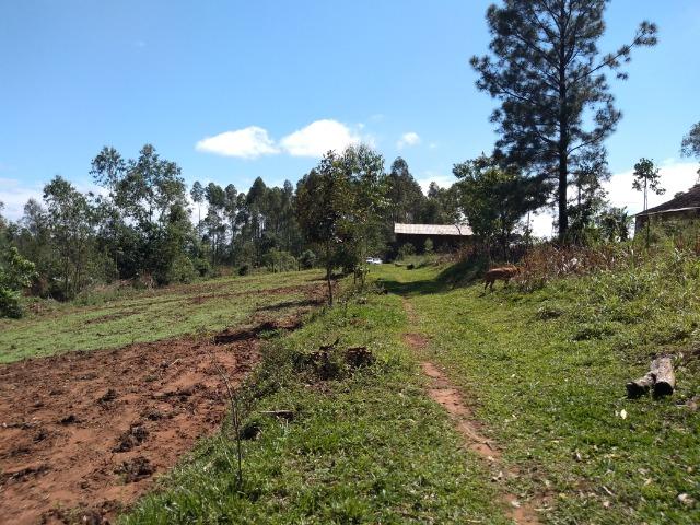 Chácara de 3,2 ha Na Localidade de Pinheiros - Montenegro - RS. 102 - Foto 7
