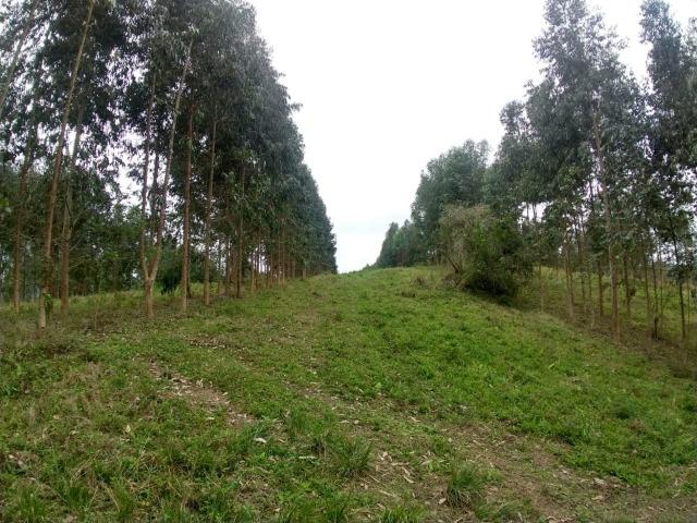 Fazenda em Campo Largo Bairro São Silvestre - Foto 12